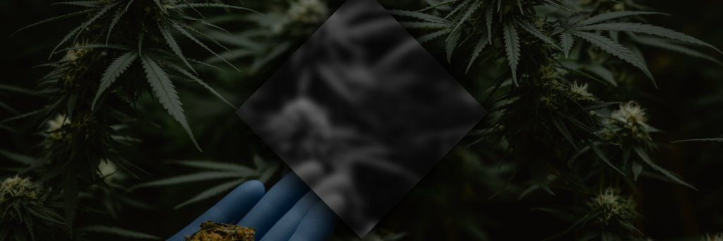 CbddNL's profile banner image