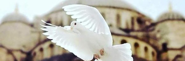 AmandaPalgrave Profile Banner