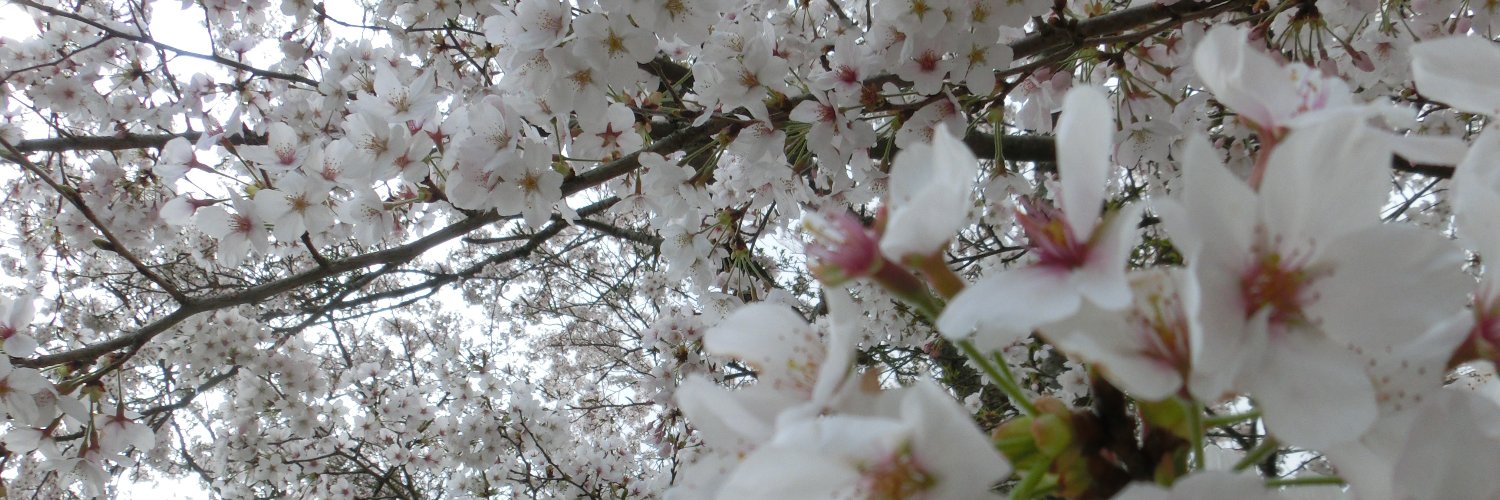 sakura_mapu's profile banner image