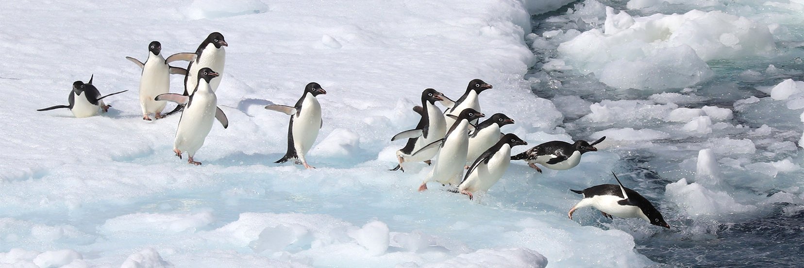 Alasdair Davies banner