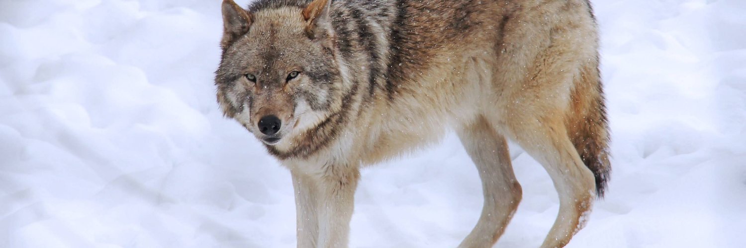 Nancy Kennedy banner