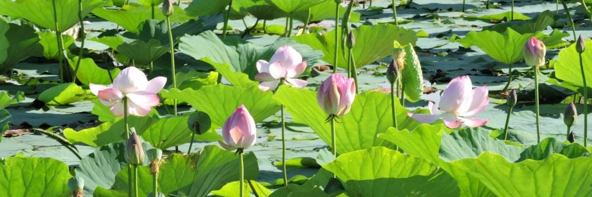 Milo Beaufort banner