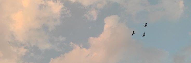 an banner