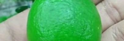 Lemon banner