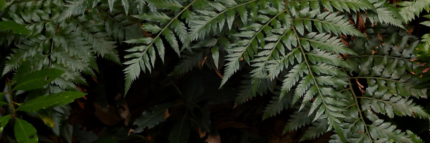 🌿Тихие листья🍃 banner