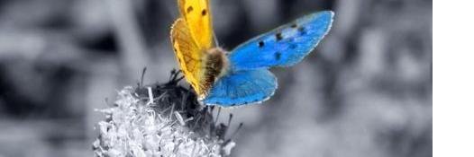 Т.Petryuchka banner