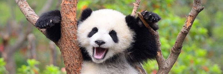 1Beyazpanda's profile banner image