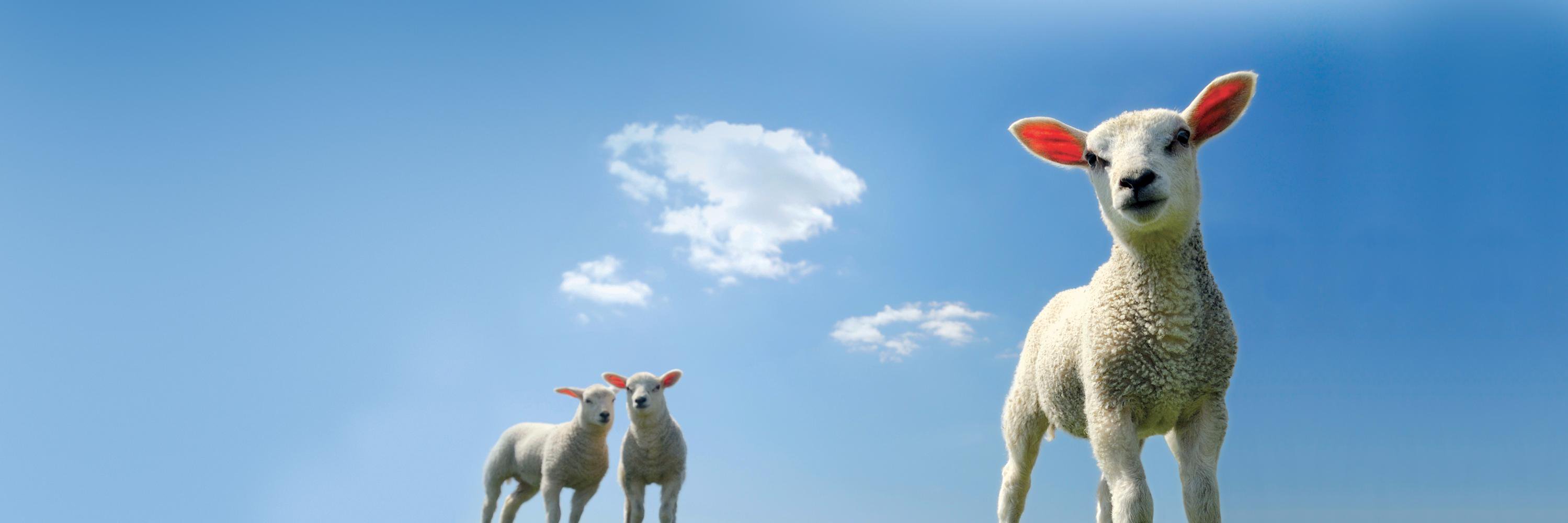 standardwool's profile banner image
