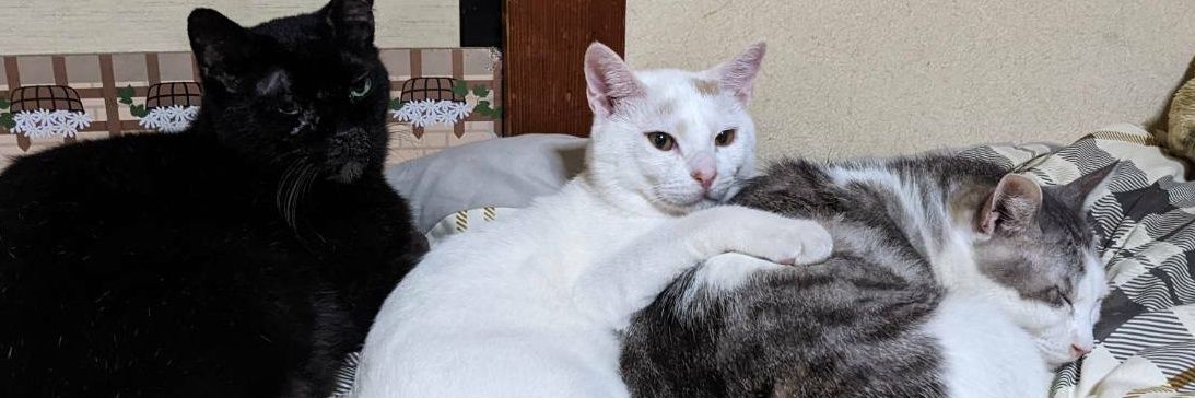 🐻もろはのつるぎ🧸 banner