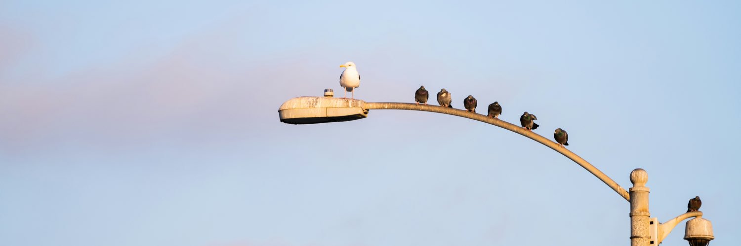 سـين banner