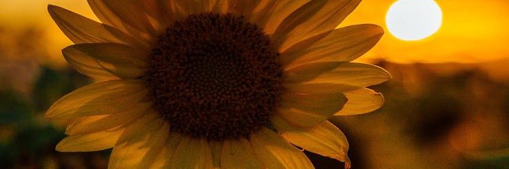 24Kay banner