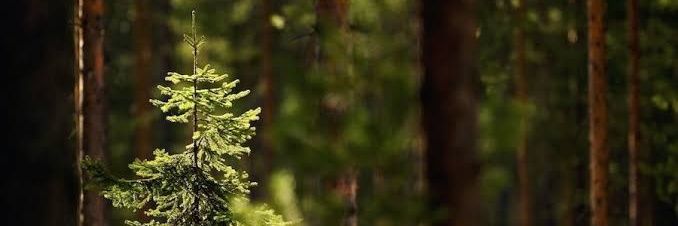 HannahBbell's profile banner image