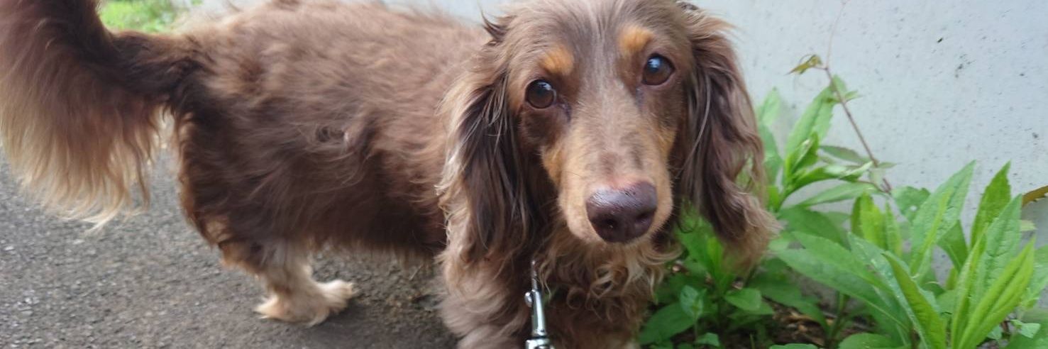 めかっぽい banner