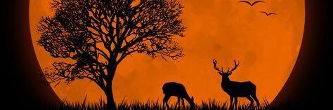 Dwikie banner