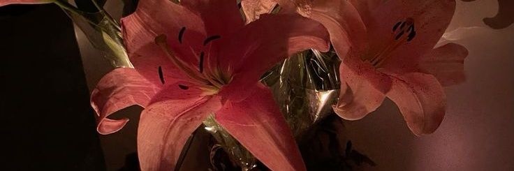 ky ✷ banner