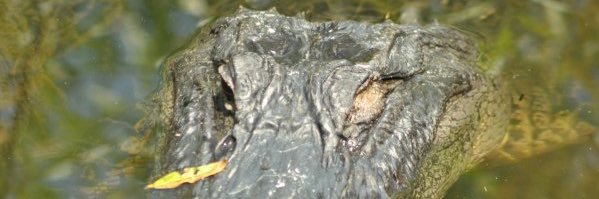 Chubbs Peterson banner