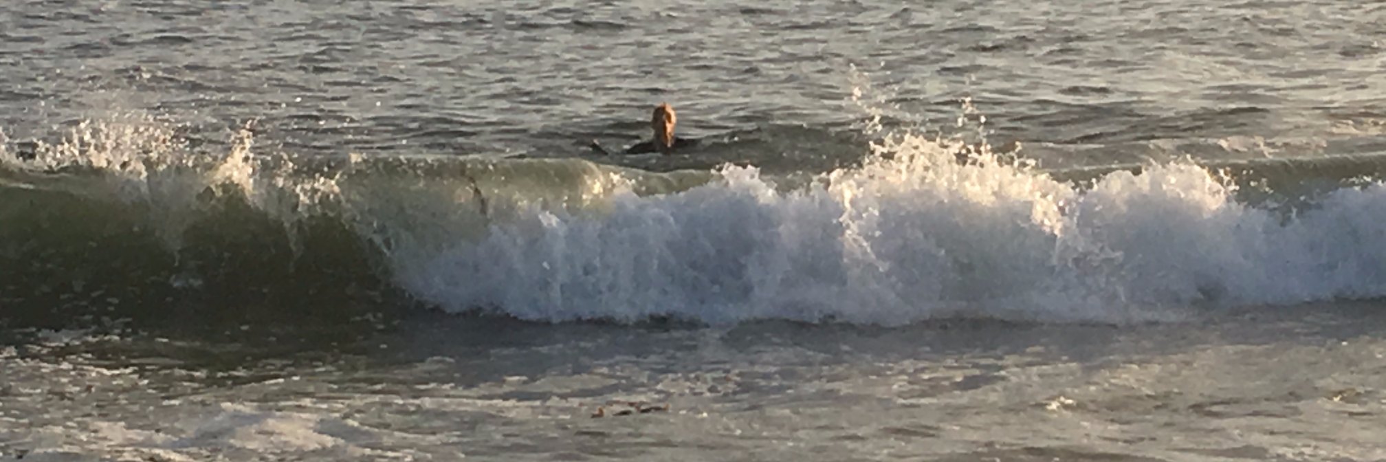 Barbara Fagan-Smith banner