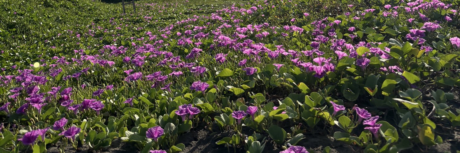 𝑪𝒊𝒄𝒂 banner