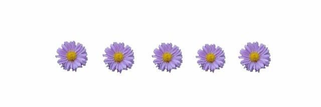 PrFlwr's profile banner image