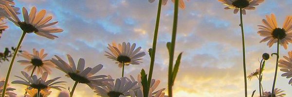 peachyskles Profile Banner