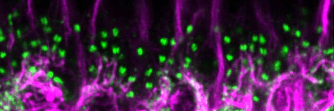 Melina A. Agosto banner