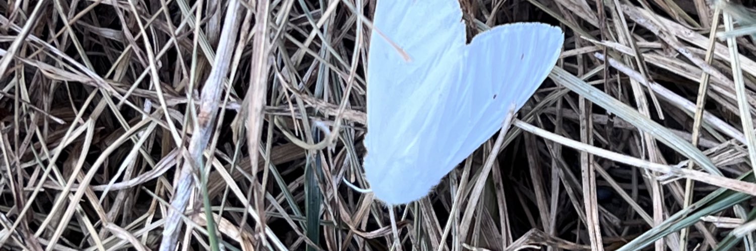 mrsbrayer's profile banner image