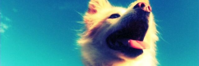 mezzoff's profile banner image