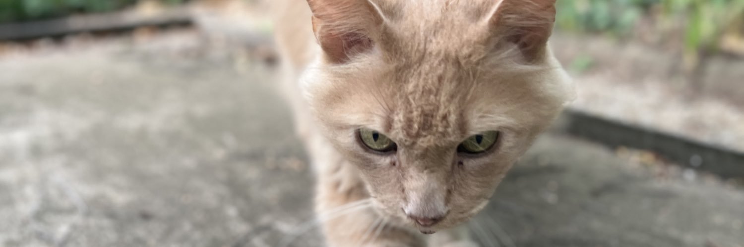 ŞENER aMa ŞEN DEĞİL 🥹 🦅🦅🦅 banner