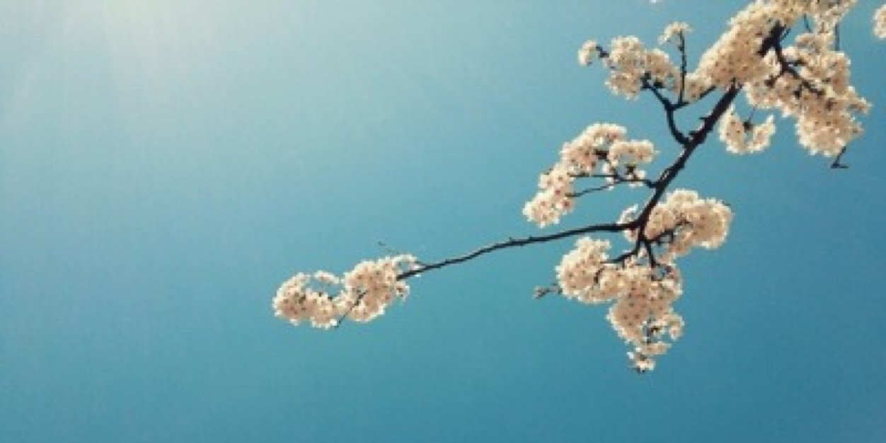 Salix_green's profile banner image