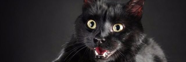 Chernaykoshka8 banner