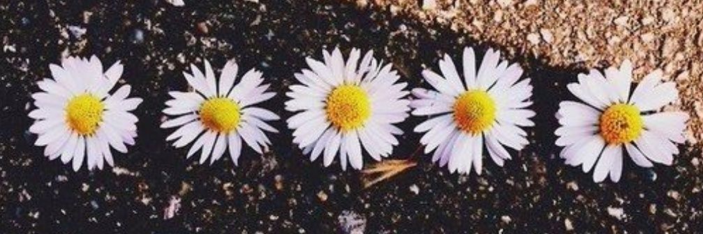 erayd_rabia's profile banner image