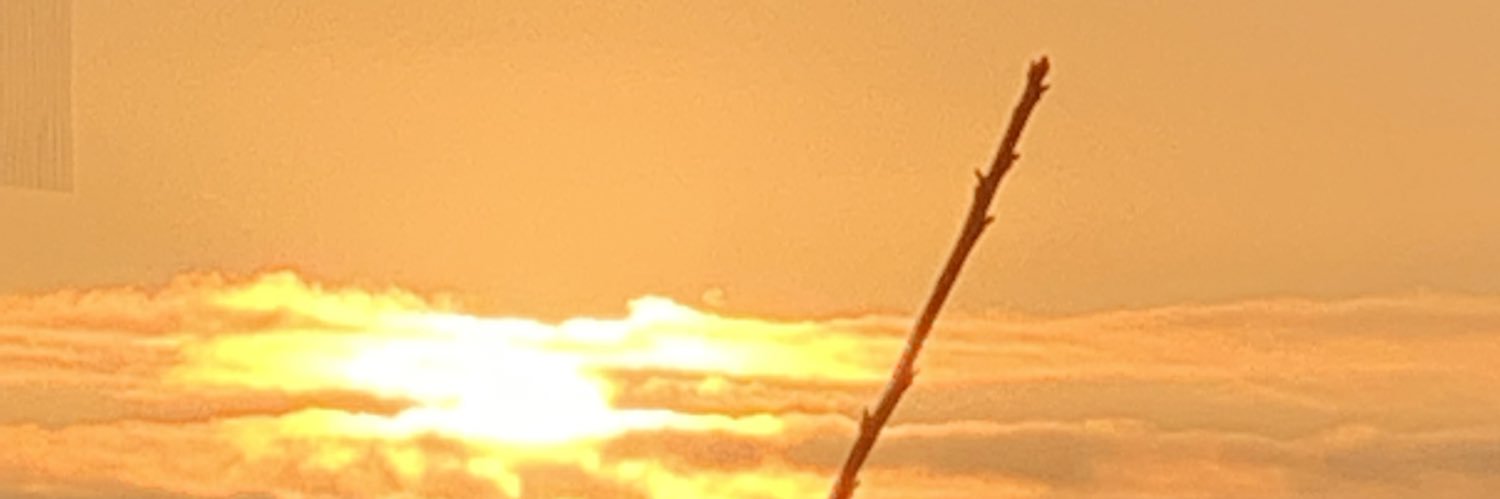 Patricia Grey Amante's banner