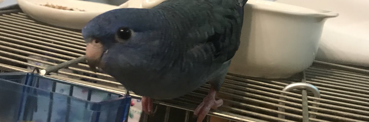 lolicomp's profile banner image