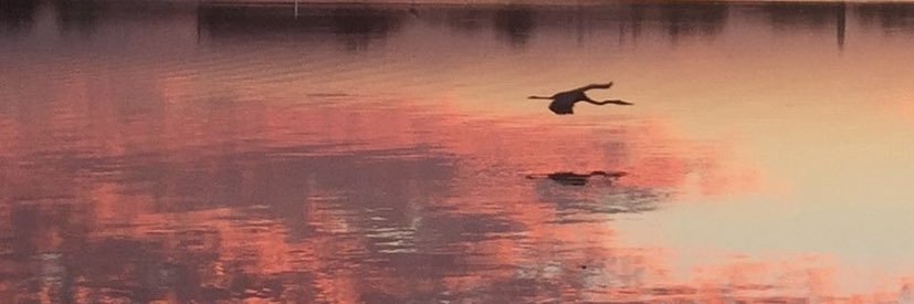 telhiard's profile banner image
