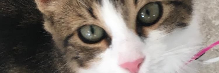 fevribayan's profile banner image