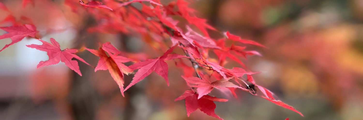 いけさん🐰🍭 banner