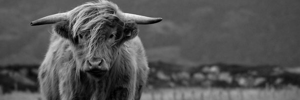 pdoodle Profile Banner