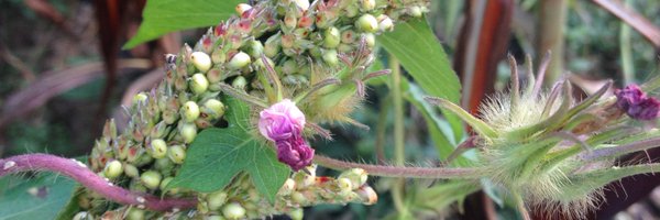 phytophile Profile Banner