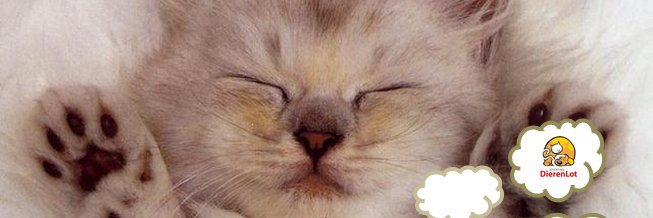 Daniella van Gennep banner