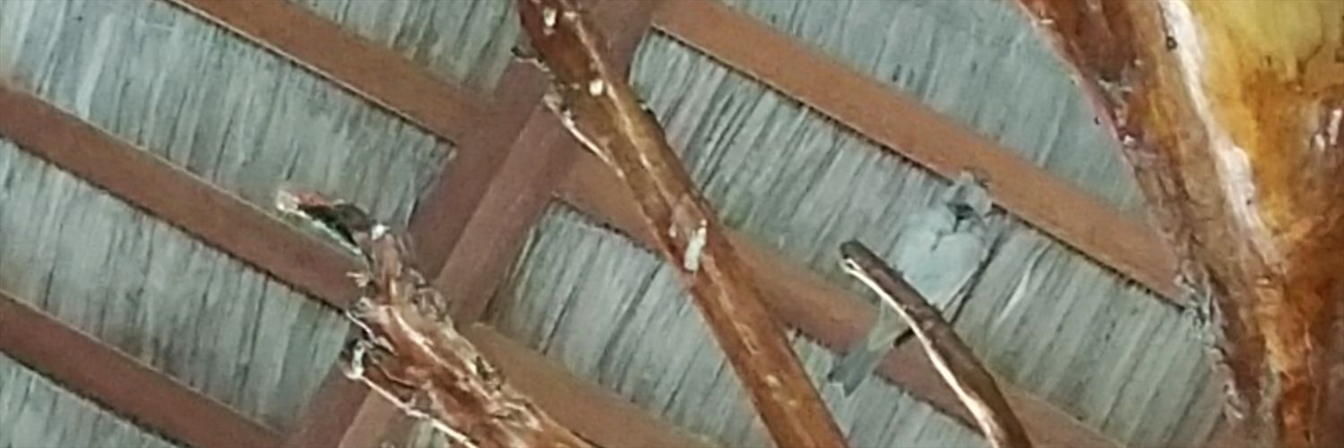 Nohopekty's profile banner image