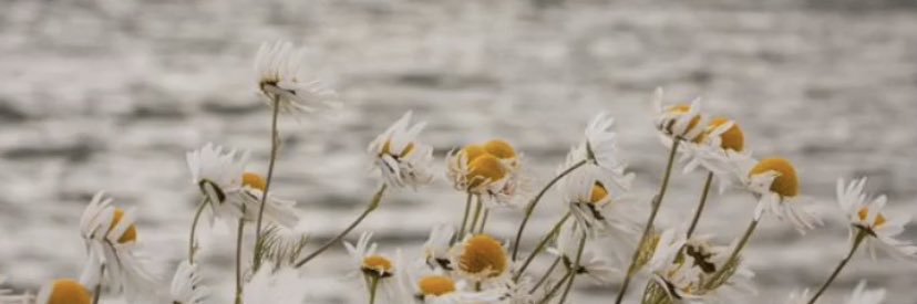 BurcuTnkl's profile banner image