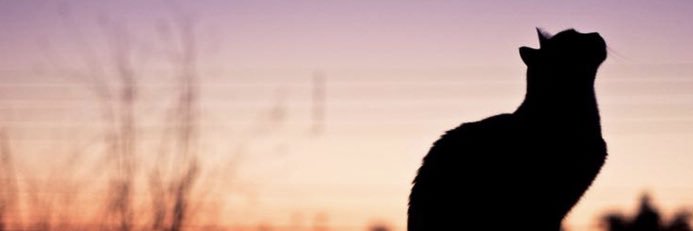 topraz2019's profile banner image