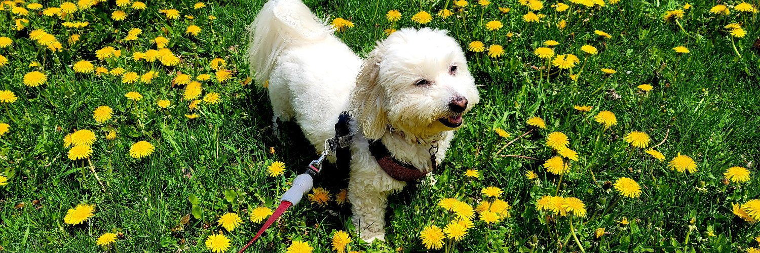 Brian Cormier banner