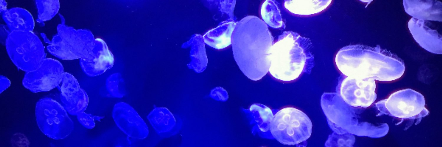 野良猫屋:ひなた banner