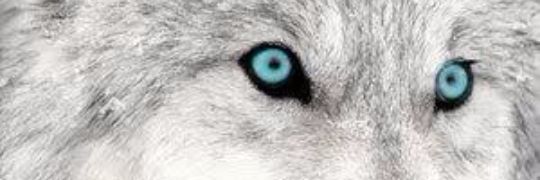 GODDESSLSG's profile banner image