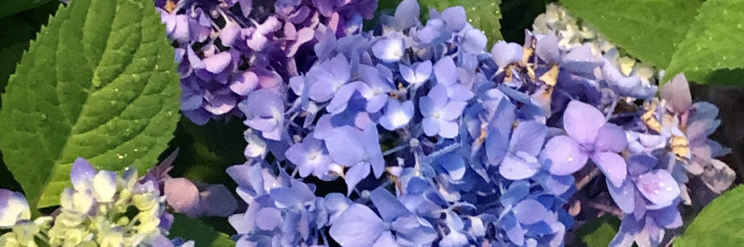 蒼狼🥀🌕 banner