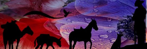 shaymus27 Profile Banner