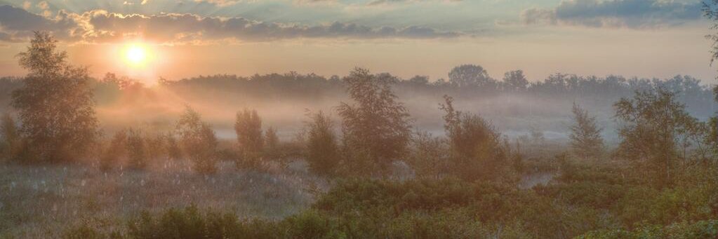Alexander Vervoort banner