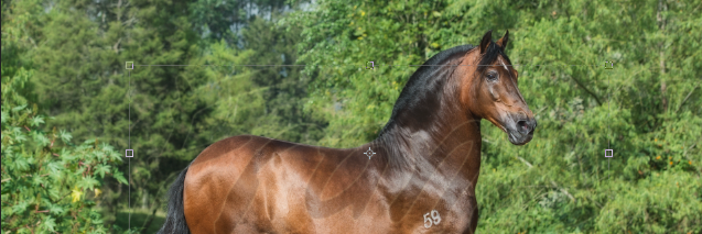 dir_equino's profile banner image