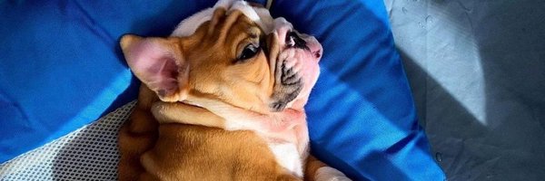 Bulldog Lover Profile Banner